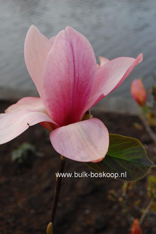 Magnolia 'Daybreak'