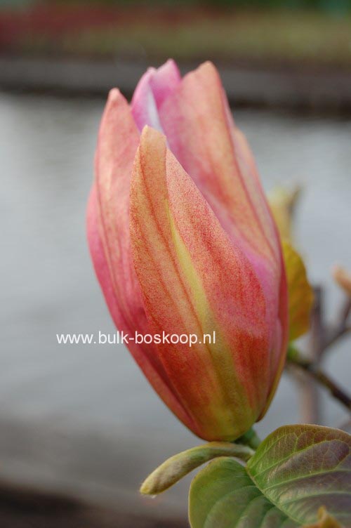 Magnolia 'Daybreak'