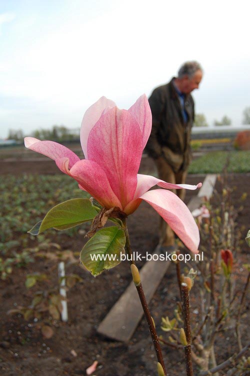 Magnolia 'Daybreak'