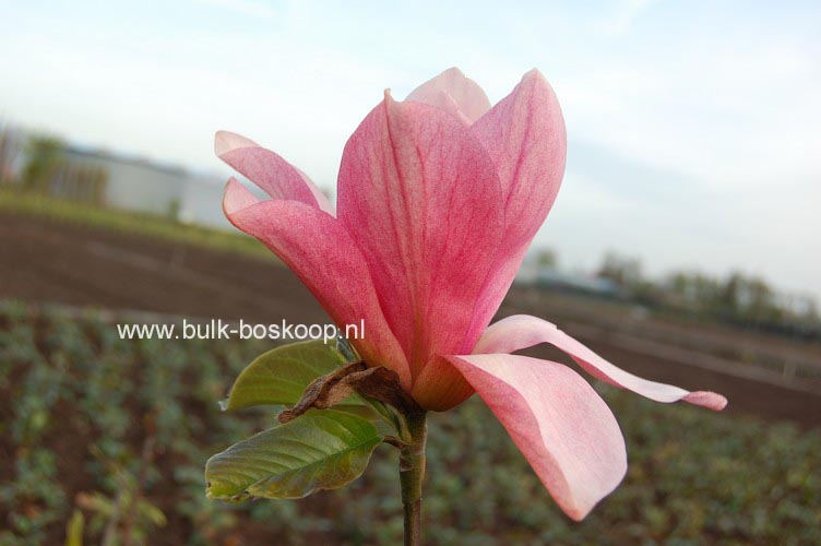 Magnolia 'Daybreak'