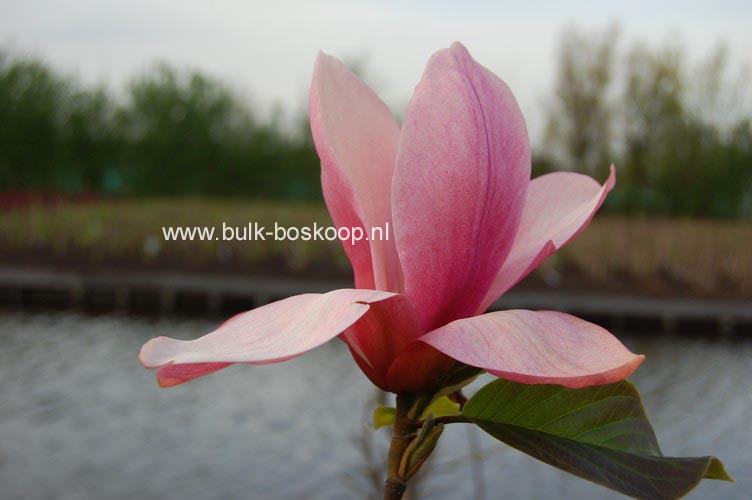 Magnolia 'Daybreak'