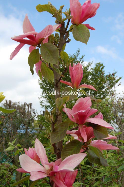 Magnolia 'Daybreak'