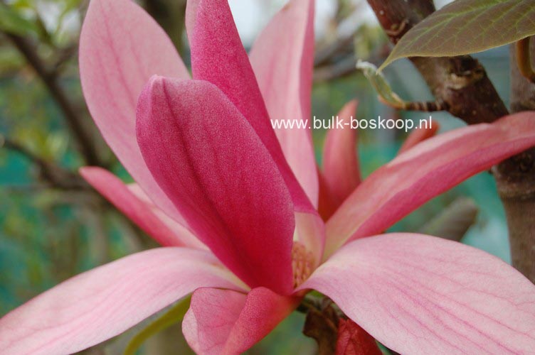 Magnolia 'Daybreak'