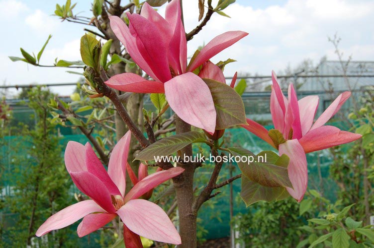 Magnolia 'Daybreak'