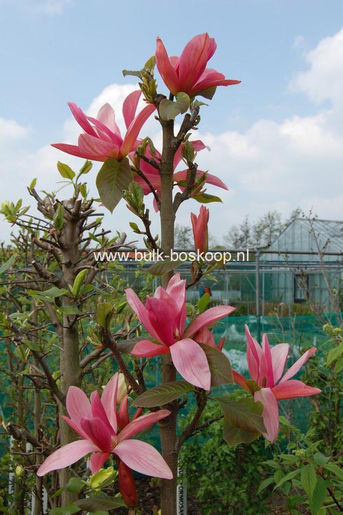 Magnolia 'Daybreak'