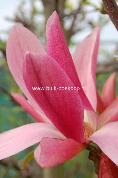 Magnolia 'Daybreak'