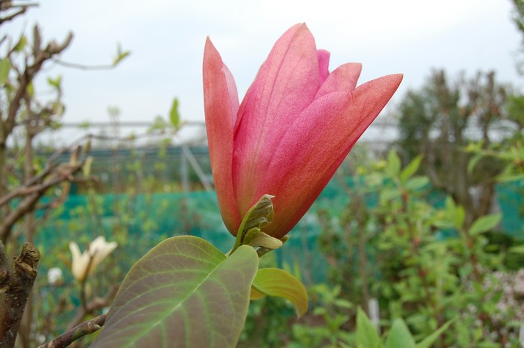 Magnolia 'Daybreak'