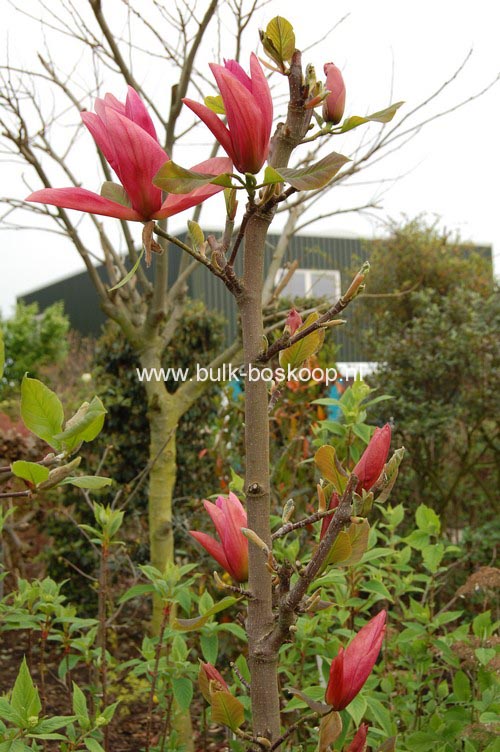 Magnolia 'Daybreak'