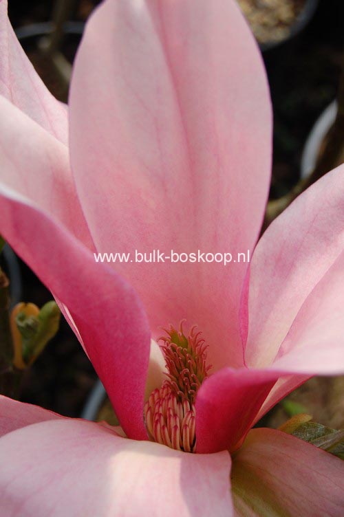 Magnolia 'Daybreak'