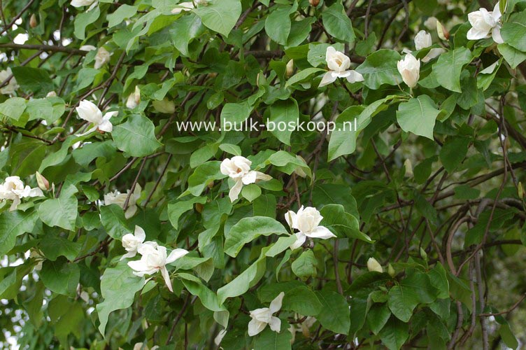 Magnolia 'Charles Coates'