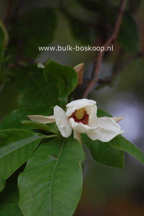 Magnolia 'Charles Coates'