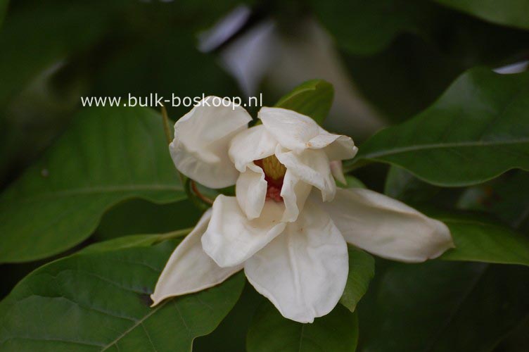 Magnolia 'Charles Coates'