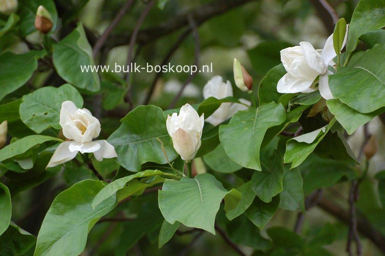 Magnolia 'Charles Coates'