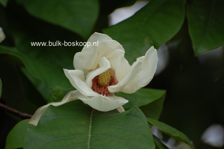 Magnolia 'Charles Coates'