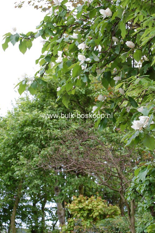 Magnolia 'Charles Coates'