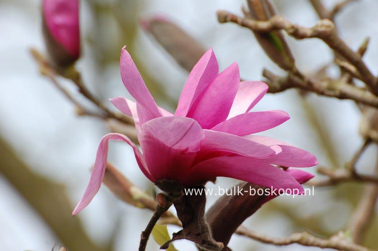 Magnolia 'Apollo'