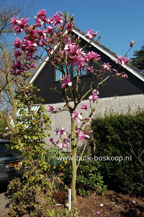 Magnolia 'Apollo'