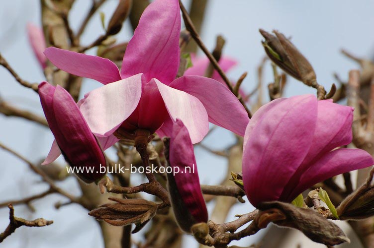 Magnolia 'Apollo'