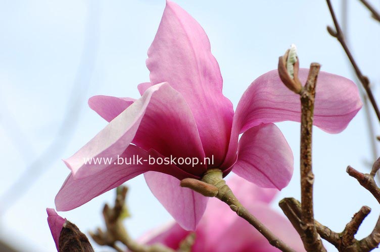 Magnolia 'Apollo'