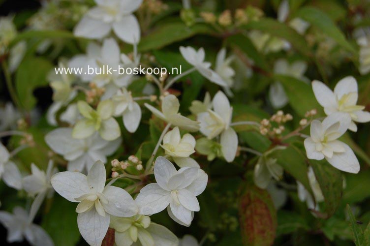 Hydrangea serrata 'Shiro fuji'