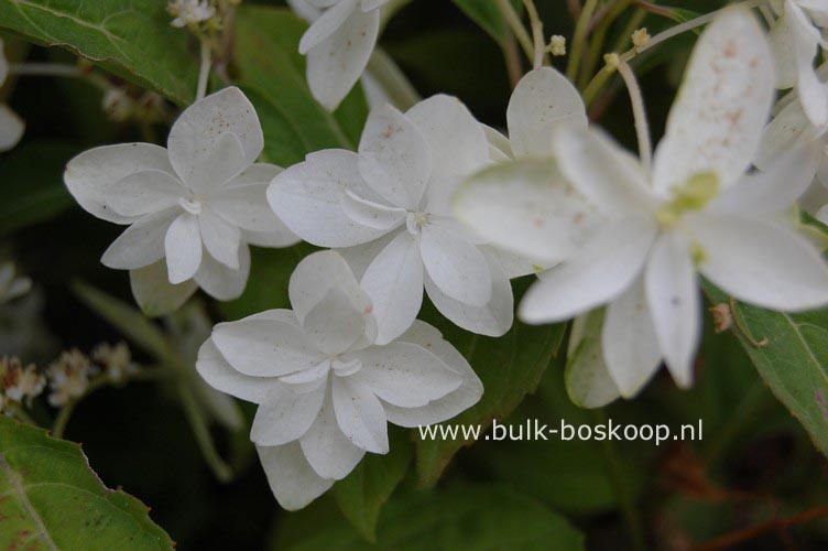 Hydrangea serrata 'Shiro fuji'