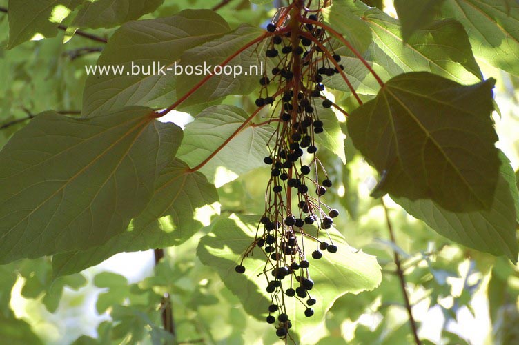Idesia polycarpa