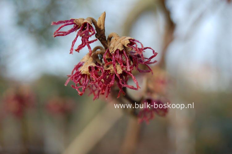 Hamamelis vernalis 'Amethyst'