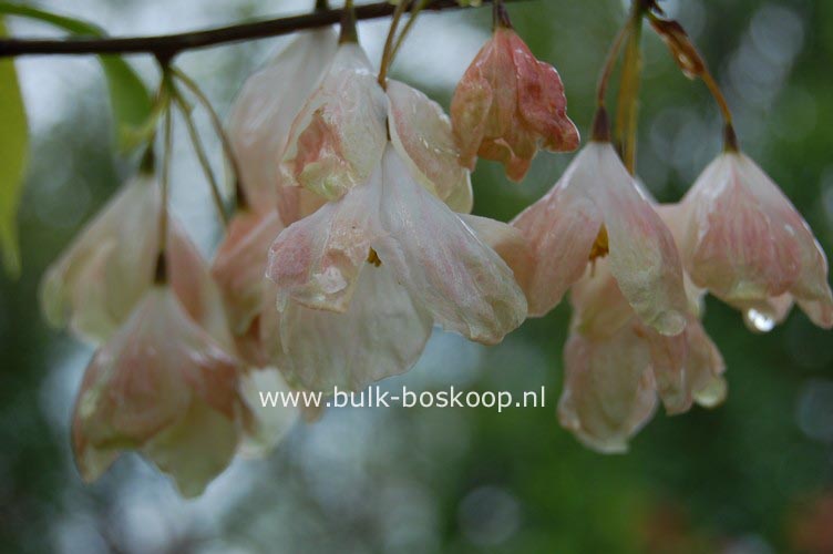 Halesia monticola vestita