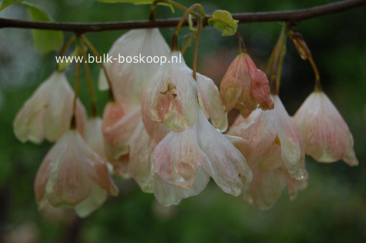 Halesia monticola vestita