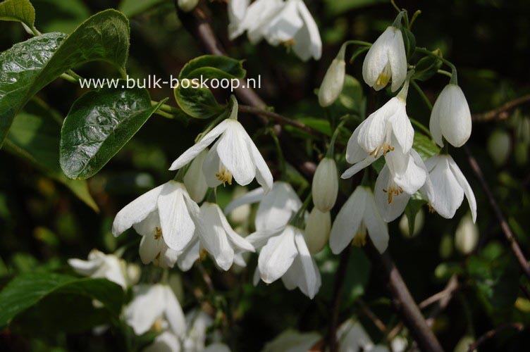 Halesia diptera magniflora