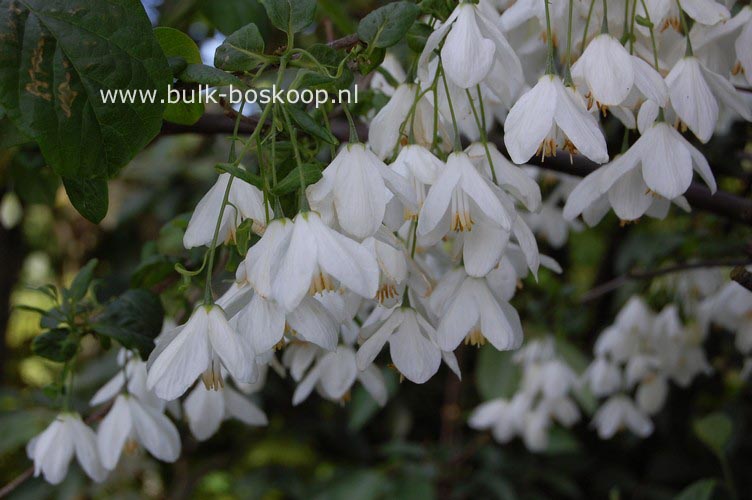 Halesia diptera