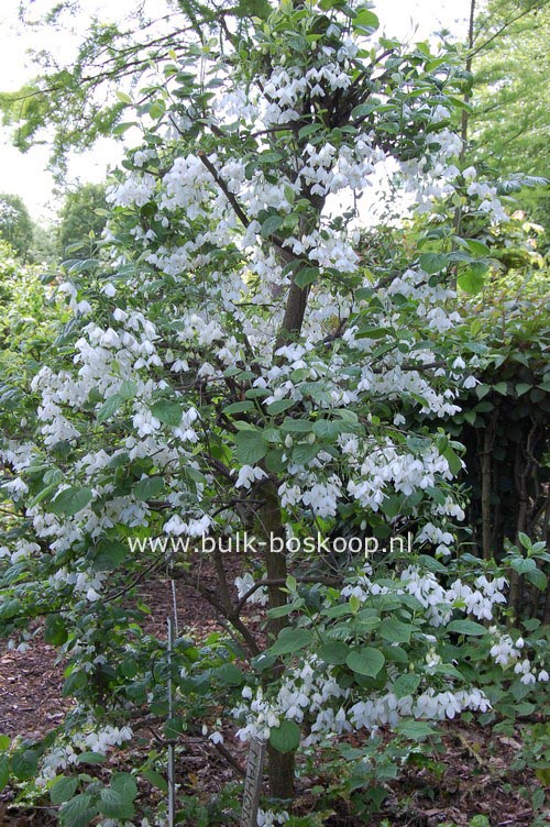 Halesia diptera