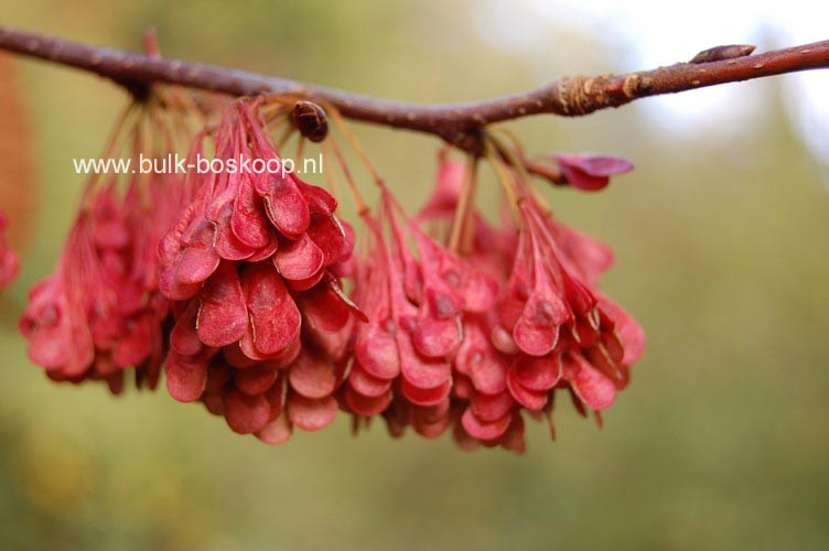 Euptelea polyandra