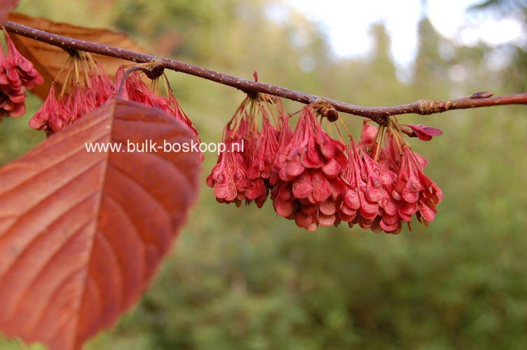 Euptelea polyandra