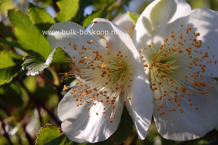 Eucryphia glutinosa