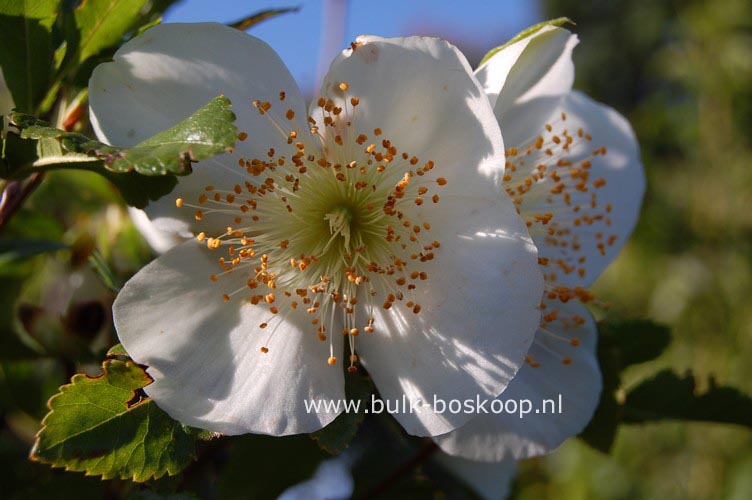 Plantentuin Esveld
