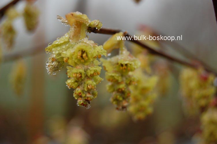 Corylopsis sinensis 'Spring Purple'