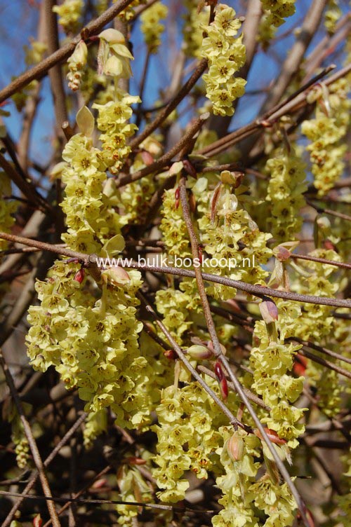 Corylopsis sinensis 'Spring Purple'