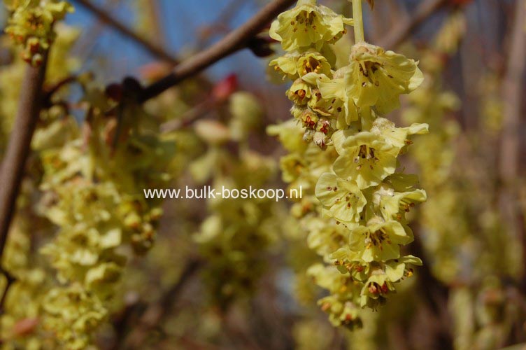 Corylopsis sinensis 'Spring Purple'