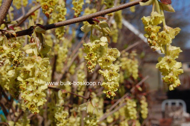 Corylopsis sinensis 'Spring Purple'