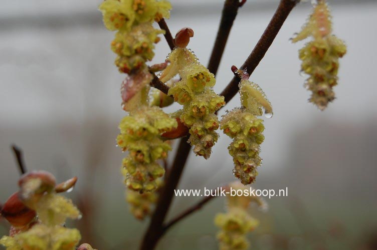 Corylopsis sinensis 'Spring Purple'