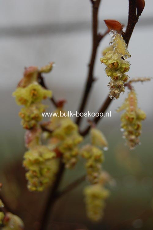 Corylopsis sinensis 'Spring Purple'