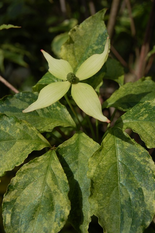 Cornus kousa 'White Dusted'