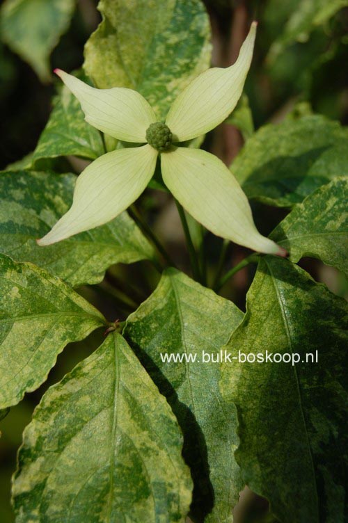 Cornus kousa 'White Dusted'