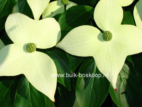 Cornus kousa 'Blue Shadow'