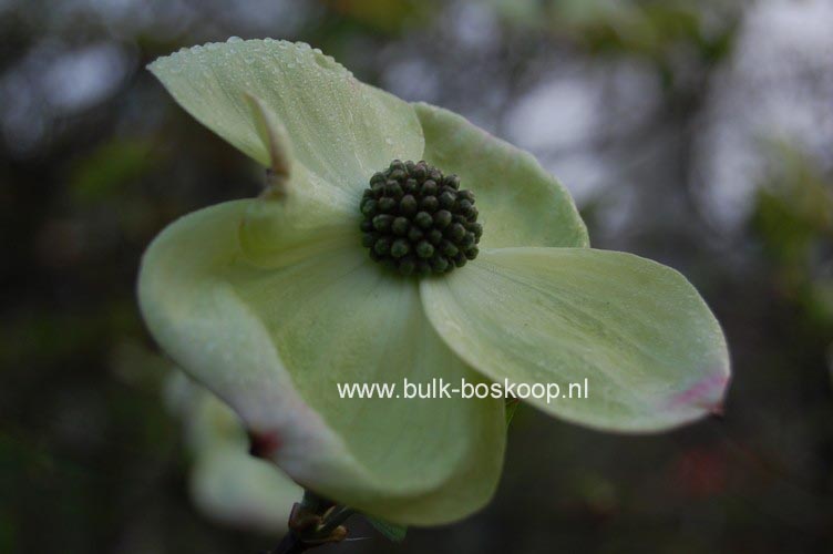 Cornus nuttallii 'Ascona'