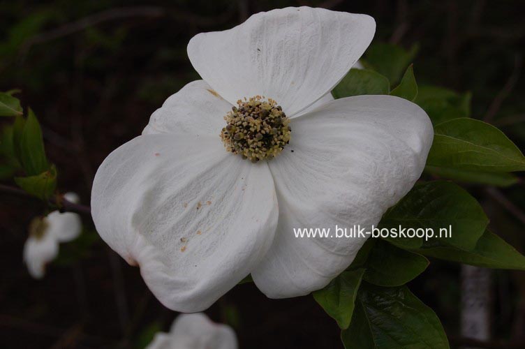 Cornus nuttallii 'Ascona'