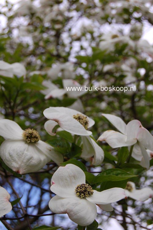 Cornus nuttallii 'Ascona'