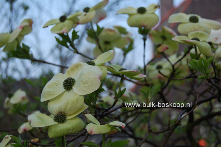 Cornus nuttallii 'Ascona'