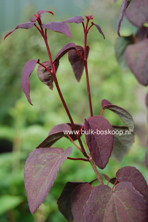 Cercidiphyllum japonicum 'Rotfuchs'